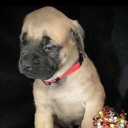 Mastiff Puppies from Eagle Pond Mastiffs