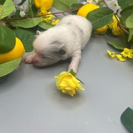 Boy 1 - Blue merle male Pomeranian puppy in Brentwood, California from Royalpawpoms