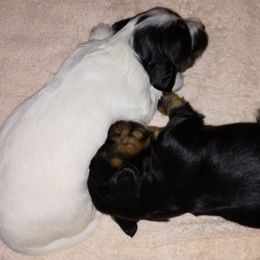 Dachshund Puppies from LDC Farms