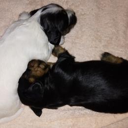 Dachshund Puppies from LDC Farms