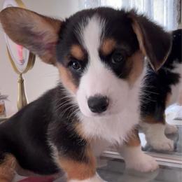 Cookie - Black and tan female American Corgi puppy in Register, Florida from Southern Georgia Corgi Loafs