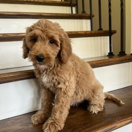 Abilene - Red  female Goldendoodle puppy in New Waverly, Texas from C.P. Puppy Buddies