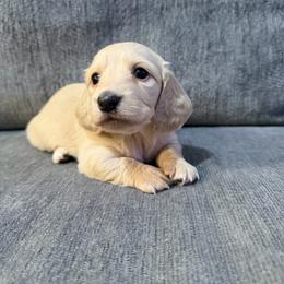Sarah - Cream female Dachshund puppy in Stamford, Texas from West Texas Miniature Dachshunds