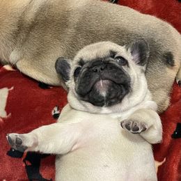 French Bulldog Puppies from Von Bales French Bulldogs