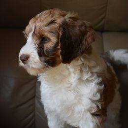 Australian Labradoodle Puppies from Frosty Hill Australian Labradoodles