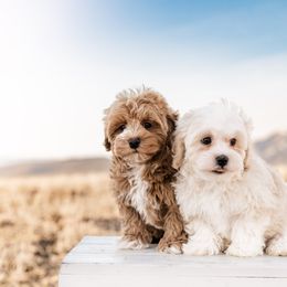 Goldendoodle, Havanese, and Havapoo Puppies from Lady Paws Puppies