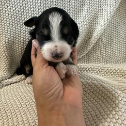 Rocky - Tri-color male Bernedoodle puppy in Leesport, Pennsylvania from Bechtel’s Doodles