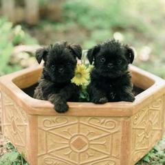 Bernese Mountain Dog and Brussels Griffon Puppies from Brooks Berner Bears