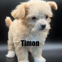 Timon - Cream male Maltipoo puppy in Georgia/Florida, Florida from Fiesta Pups