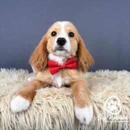 Peter - Red male Companion Cross puppy in Utah County, Utah from Big Hearted Breeders