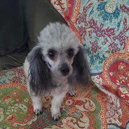 Lizzy - Poodle