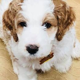 English Springer Spaniel, Poodle, and Springerdoodle Puppies from SpringerDoodles at the Beach