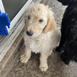 Frosty - Parti male Goldendoodle puppy in St Johns, Florida from Nini's Poodles and Doodles of St. Johns Co.