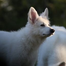 Berger Blanc Suisse Puppies from Nasha Comanda White Swiss Shepherds