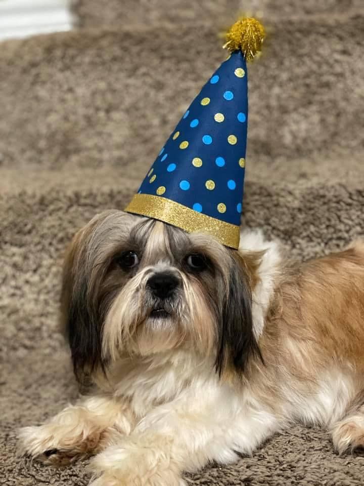 Shih Tzu Knots in Texas Shih Tzu puppies Good Dog