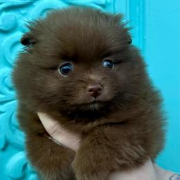 Abigail (Millie) - Chocolate female Pomeranian puppy in Springfield, Missouri from Hope Mountain Pomeranians