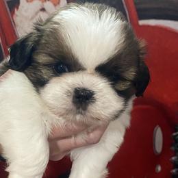 Girl 4 - Tricolor Shih Tzu puppy in Wooster, Ohio from Mending Hearts Shih Tzu's