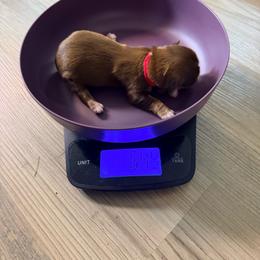 Hershey - Chocolate male Shih Tzu puppy in Port Orchard, Washington from Buttons N Bows