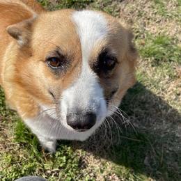 Pembroke Welsh Corgi puppies from PBA Kennel