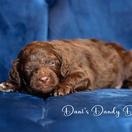 Aussiedoodle Puppies from Dani's Dandy Doodles