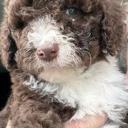 Ethel - Brown and white female Aussiedoodle puppy in Bridge City, Texas from My Amis AussieDoodles