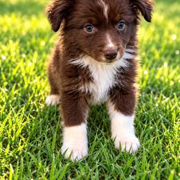 Jesse - Red & white female Miniature Australian Shepherd puppy in Stuart, Iowa from Arbor Hill Aussies