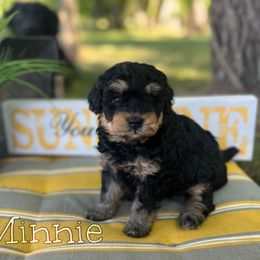 Bernedoodle Puppies from Cobble Creek Puppies