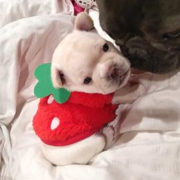 French Bulldog Puppies from Short Leg Frenchies
