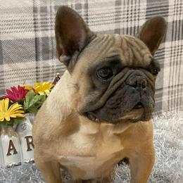 MAYA - Boerboel