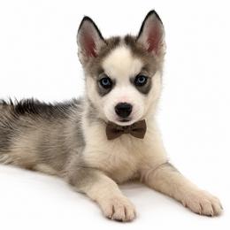 Tundra - Gray and white female Siberian Husky puppy in Elmwood Park, Illinois from Goldens&MiniAussiesWithFinesse