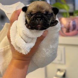 Biscuit - Fawn male French Bulldog puppy in San Diego, California from California Dream Frenchies