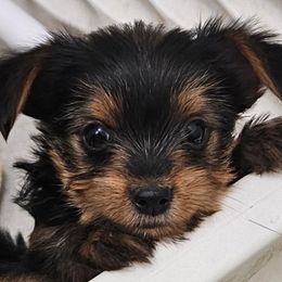 Yorkshire Terrier puppies from Mark Carfagno's Pups