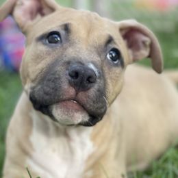American Bullies from S.A.S. Buckeye Bullies