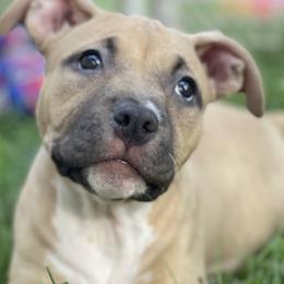 American Bullies from S.A.S. Buckeye Bullies