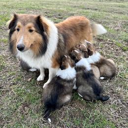 Shetland Sheepdog Puppies from Chas Petersen