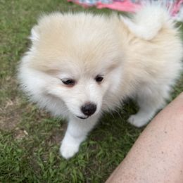 Johnathan - Red and white male Pomsky puppy in Scandinavia, Wisconsin from Bonnie’s Little Fluffys