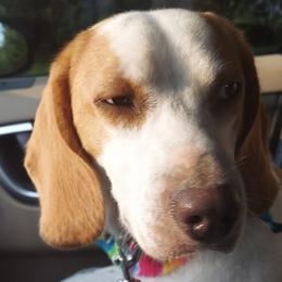 Tucker - Beagle