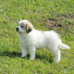 Great Pyrenees Puppies from Empyre Great Pyrenees