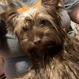 Gio - Chocolate and tan Yorkshire Terrier puppy in Cleveland, Tennessee from Simply Southern Yorkies