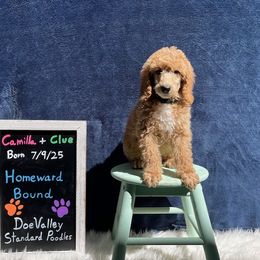 Hunter Green Collar - Cream male Poodle puppy in Athol, Massachusetts from DoeValley Standard Poodles