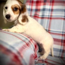 Rusty - Piebald male Dachshund puppy in Magnolia, Texas from Hillyard Ranch