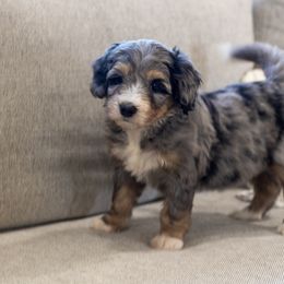 Snickers - Blue merle female Bernedoodle puppy in Eureka, Illinois from Joley Aire Family Dogs