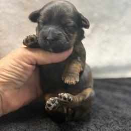 Ginger - Gold sable female Havanese puppy in Bowling Green, Kentucky from Denise Clark