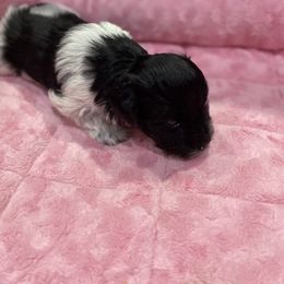 Miniature Schnauzer Puppies from Schnazzy Schnauzers