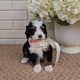 Blaze - Tri-color male Bernedoodle puppy in Russell Springs, Kentucky from 270 Doodles