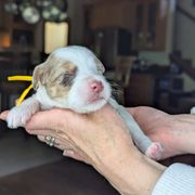Yellow Girl - Brown female Whoodle puppy in Kalispell, Montana from Countryman Whoodles