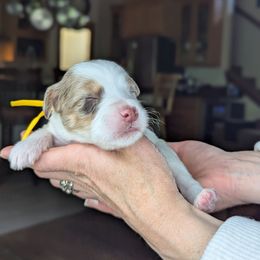 Yellow Girl - Brown female Whoodle puppy in Kalispell, Montana from Countryman Whoodles