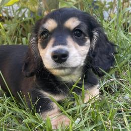 Dachshunds from Picket Fence Farm Dachshunds