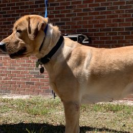UNO - Labrador Retriever