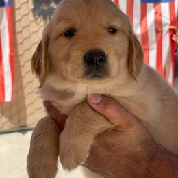 Orange collar male of Snow - Golden male Golden Retriever puppy in Yucaipa, California from Blessed Goldens